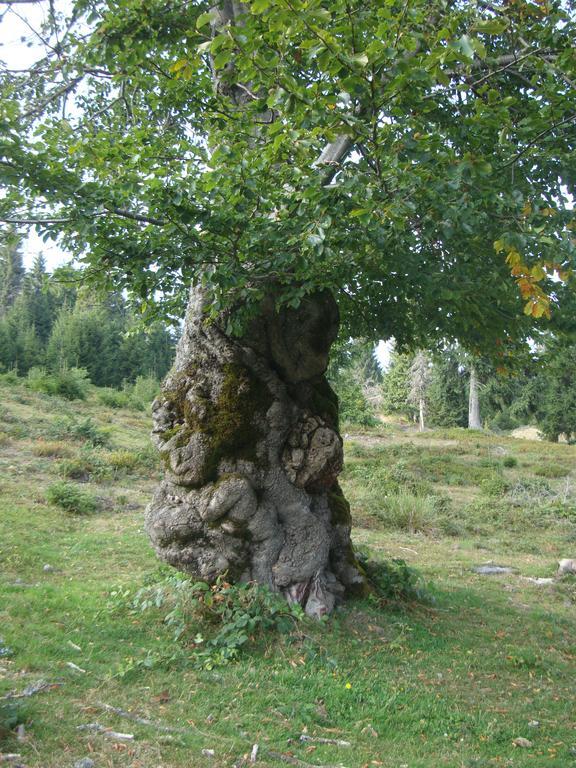 Pensiunea Piatra Mandrutului * Scarisoara (Alba)