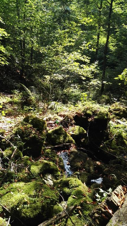 Pensiunea Piatra Mandrutului Farm stay Scarisoara (Alba)